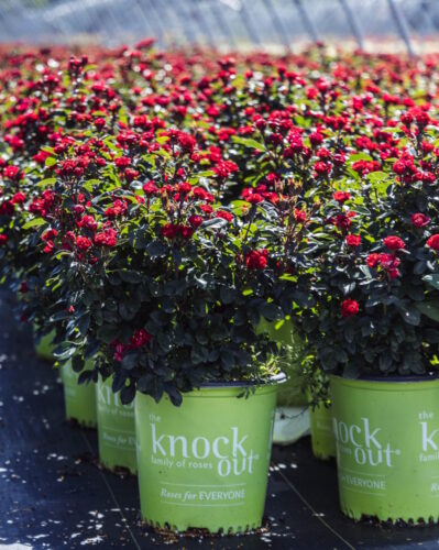 Knock Out Roses at Ridge Manor Nursery